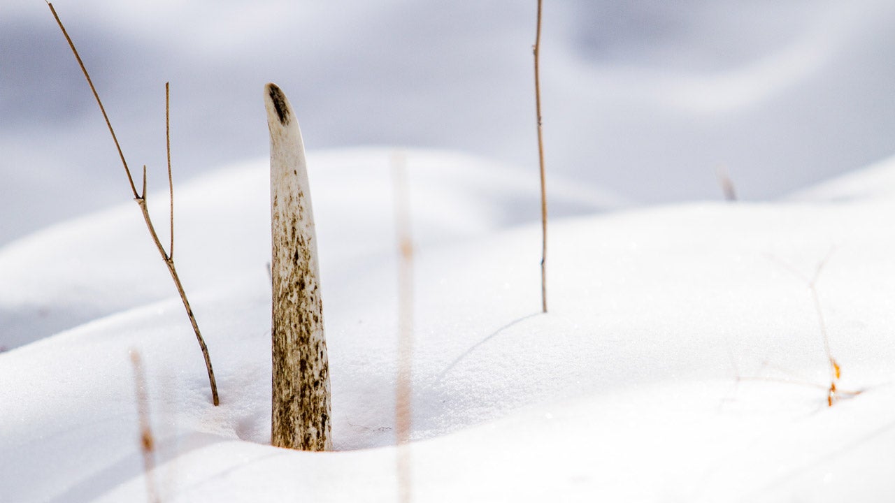 Shed Hunting