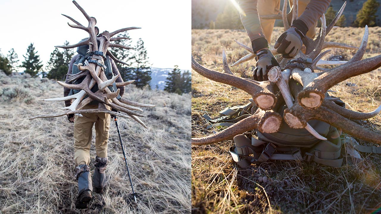 Shed Hunting