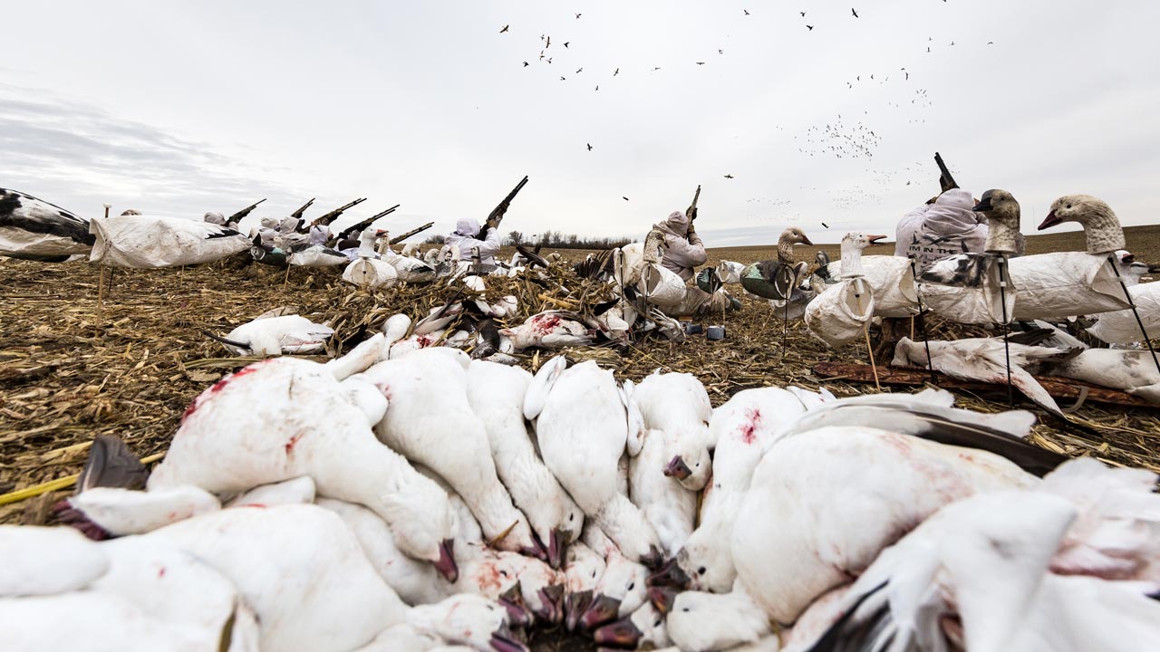 Snow Goose