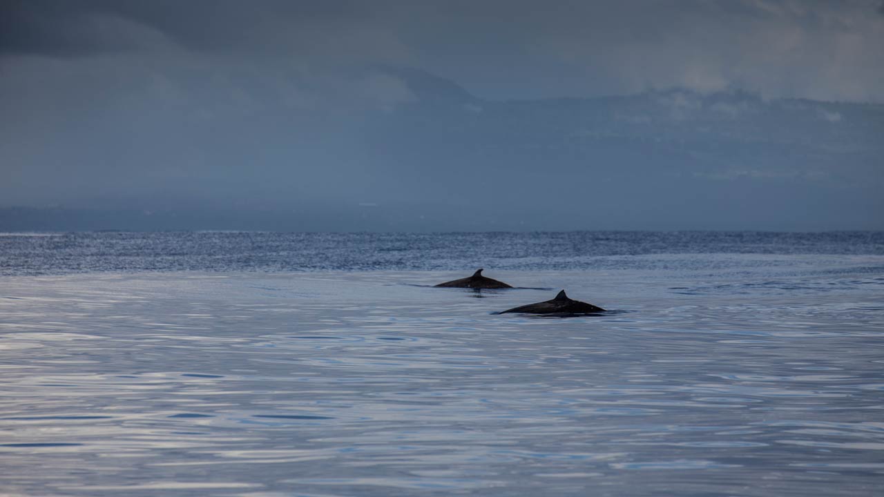 Pilot Whales
