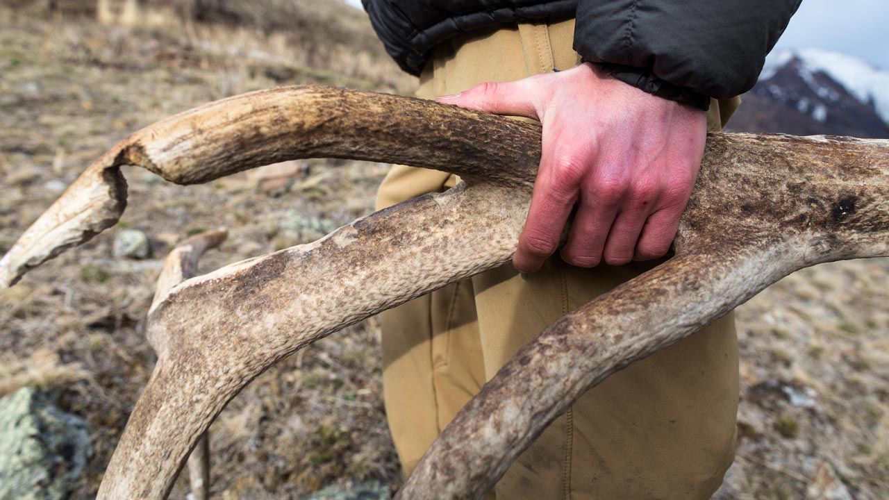 Shed Hunting
