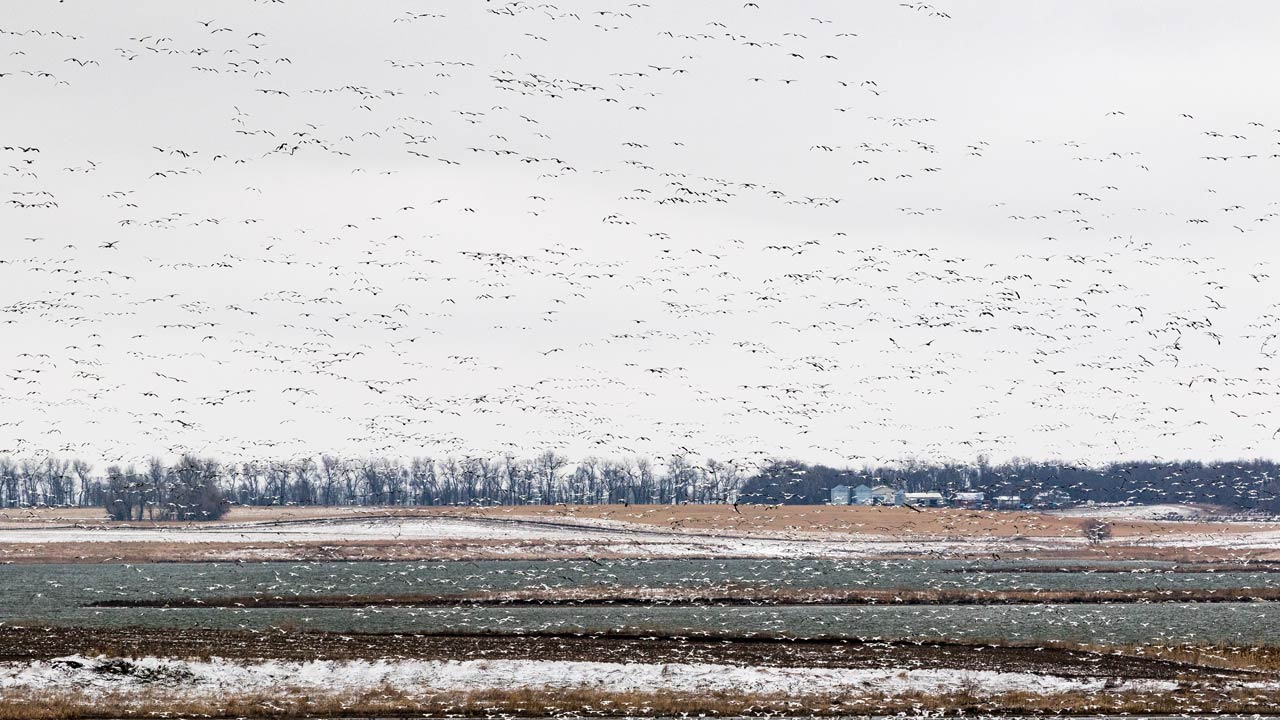 Snow Goose