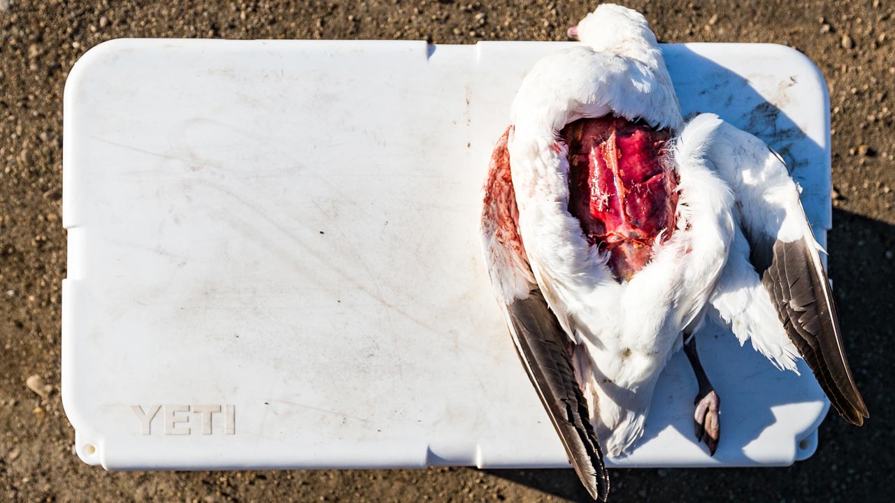 Snow Goose
