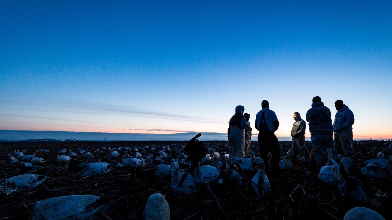 Snow Goose