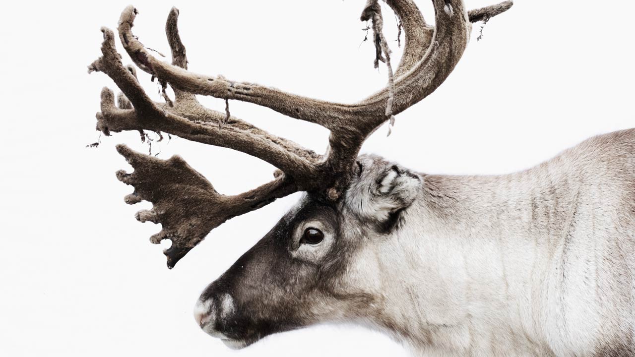 The reindeer Bulmmot, found at Nutti Sámi Siida in Jukkasjärvi.
