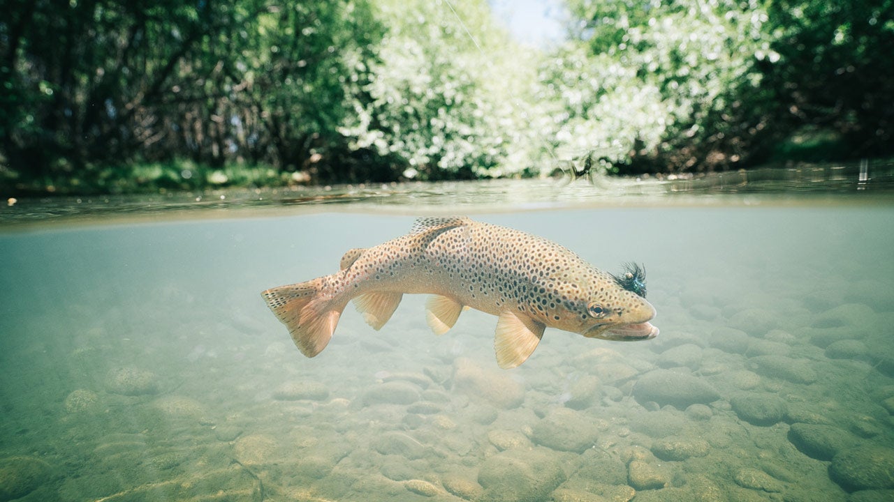 Brown Trout