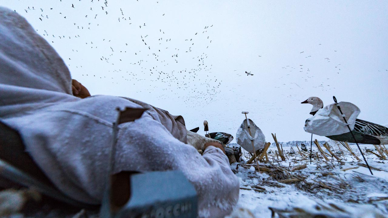 Snow Goose