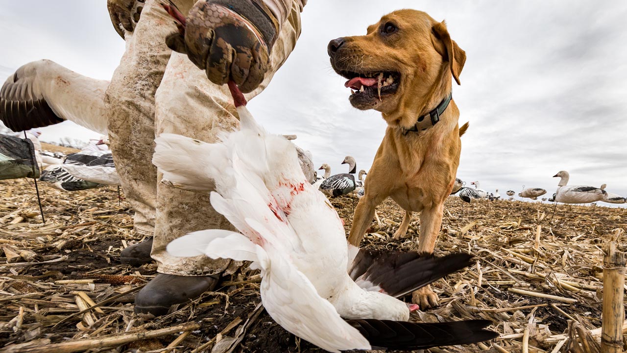 Snow Goose
