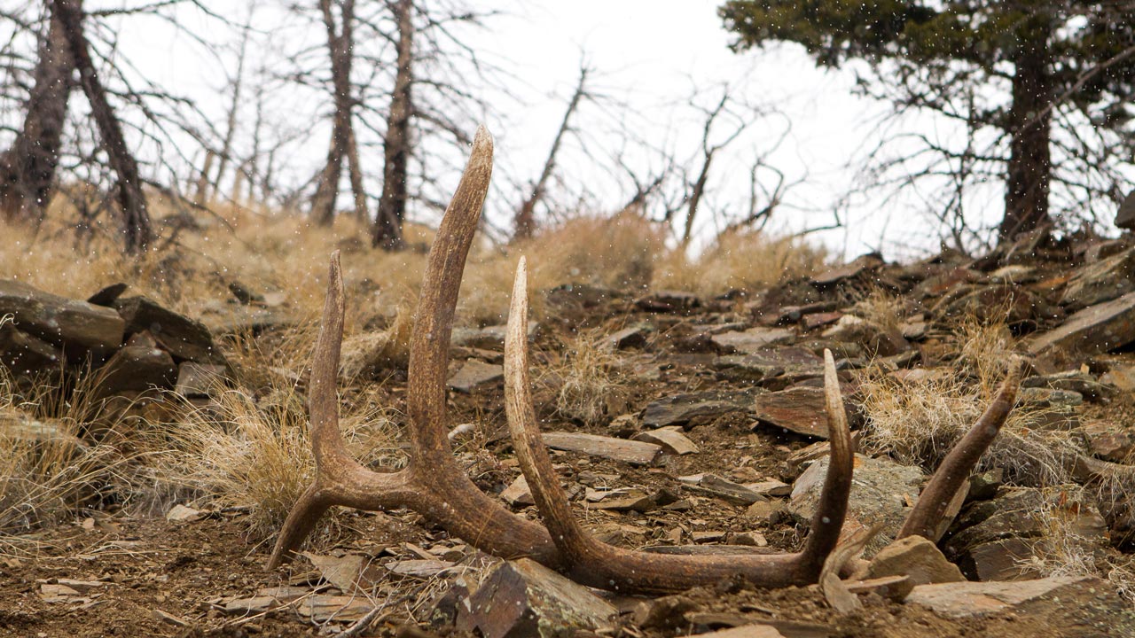 Shed Hunting