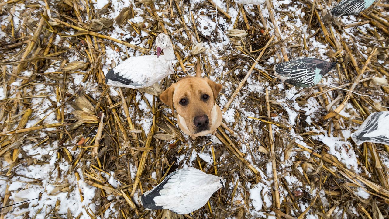 Snow Goose